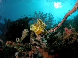 Yawning Leaf Scorpion Fish taken in November 05 at the Dr... by Brad Cox 